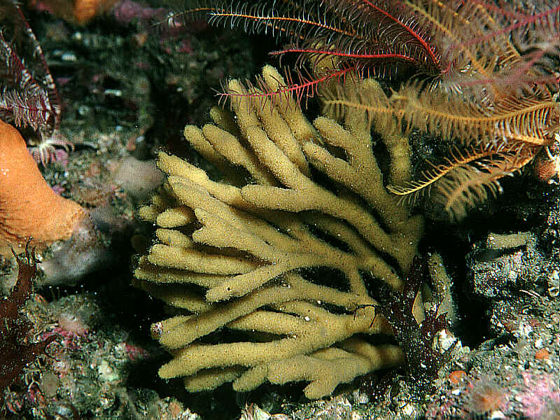 Stelligera stuposa